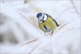 <p>SÝKORA MODŘINKA (Cyanistes caeruleus)</p>